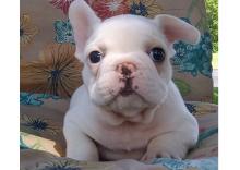 Puppies for sale , french bulldog - Moldova, Cahul
