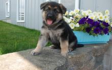 Puppies for sale german shepherd dog - Denmark, Aalborg. Price 15 €