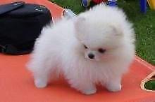 Puppies for sale pomeranian spitz - Netherlands, Bergen aan Zee