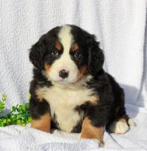 Продам щенка bernese mountain dog - Ireland, Dublin