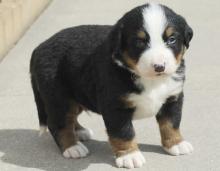 Puppies for sale bernese mountain dog - Ireland, Cork. Price 12 €