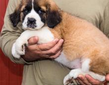 Puppies for sale other breed, saint bernard - Cyprus, Nicosia