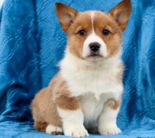 Puppies for sale , welsh corgi pembroke - Italy, Syracuse