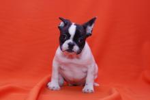 Puppies for sale french bulldog - Cyprus, Limassol