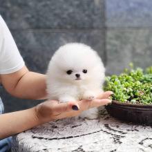 Puppies for sale pomeranian spitz - Uzbekistan, Bukhara