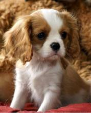 Puppies for sale other breed, cavalier king charles - Cyprus, Limassol