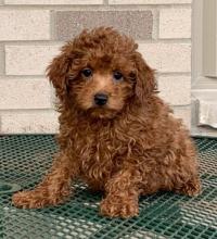 Puppies for sale ,  cockapoo - Turkmenistan, Dashoguz