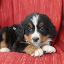 Puppies for sale bernese mountain dog - Belgium, Bruges