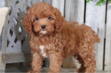 Puppies for sale other breed, cockapoo puppies - Cyprus, Limassol