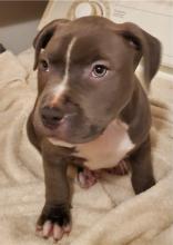 Puppies for sale american pit-bull terrier - Lithuania, Gargzdai