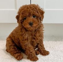 Puppies for sale toy-poodle - Italy, Padua