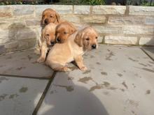 Puppies for sale labrador - Netherlands, NEC. Price 12 $