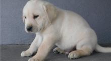 Puppies for sale labrador retriever - Estonia, Pya