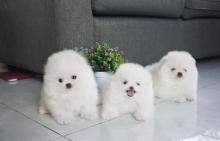 Puppies for sale pomeranian spitz - Ireland, Galway