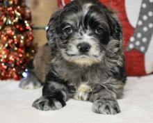 Puppies for sale cocker spaniel - Armenia, Armenia