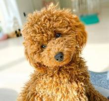 Puppies for sale toy-poodle - Azerbaijan, Lankaran