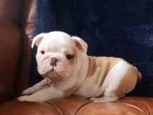 Puppies for sale english bulldog - Netherlands, Arnhem. Price 12 €