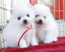 Puppies for sale pomeranian spitz - United Kingdom, Sunderland