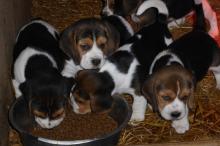 Puppies for sale beagle - France, Paris. Price 250 $