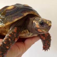 Puppies for sale , red footed tortoise - Belgium, Liege