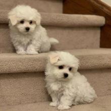 Puppies for sale maltese - Ireland, LIMERICK