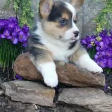 Puppies for sale , welsh corgi, pembroke - Poland, Radom