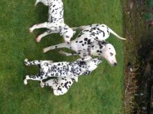 Puppies for sale dalmatian - Netherlands, Bergen aan Zee. Price 11 €