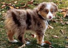 Puppies for sale australian shepherd - United Kingdom, Nottingham