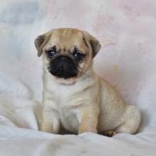 Puppies for sale pug - Belarus, Maladzyechna