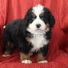 Puppies for sale bernese mountain dog - Belgium, Liege