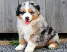 Puppies for sale australian shepherd - Ireland, Cork