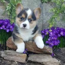 Puppies for sale , welsh corgi, pembroke - Georgia, Batumi