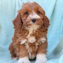 Puppies for sale , cockapoo - Canada, Newfoundland and Labrador