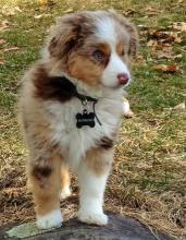 Puppies for sale australian shepherd - Germany, Nuremberg