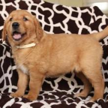 Puppies for sale golden retriever - Greece, Larissa