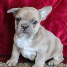 Puppies for sale french bulldog - Ukraine, Kiev