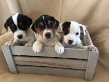 Puppies for sale jack russell terrier - Denmark, Aalborg. Price 12 €