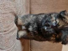 Puppies for sale german shepherd dog - United Kingdom, Chesterfield