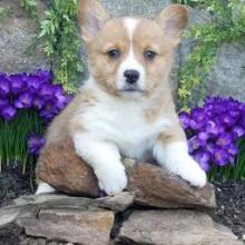 Puppies for sale , welsh corgi, pembroke - Poland, Jani