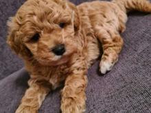 Puppies for sale , cavapoo - Germany, Braunschweig. Price 11 €