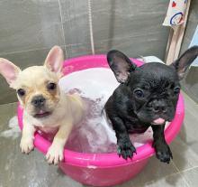 Puppies for sale french bulldog - Netherlands, Amsterdam