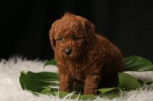 Puppies for sale , poodle puppies - Russia, St. Petersburg