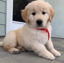 Puppies for sale golden retriever - Ireland, Dublin