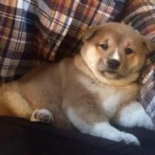 Puppies for sale , shiba inu - Belarus, Minsk