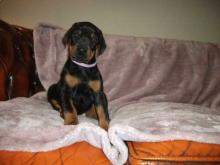 Puppies for sale doberman - Lithuania, Vilnius. Price 150 €