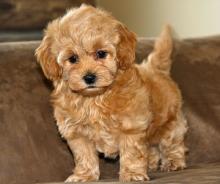 Puppies for sale , maltipoo   - Ireland, Dublin. Price 150 €