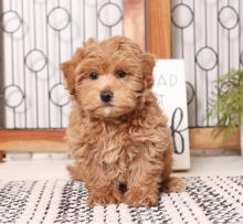 Продам щенка other breed, maltipoo puppies - Germany, Cologne