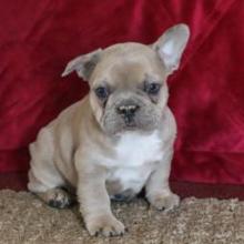 Puppies for sale french bulldog - Ukraine, Cherkasy