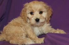 Puppies for sale other breed, cockapoo - Belarus, Gomel