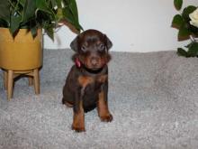 Puppies for sale doberman - Bulgaria, Shumen. Price 10 €